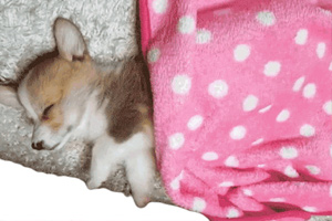 coral fleece pet blanket coral fleece pet blanket