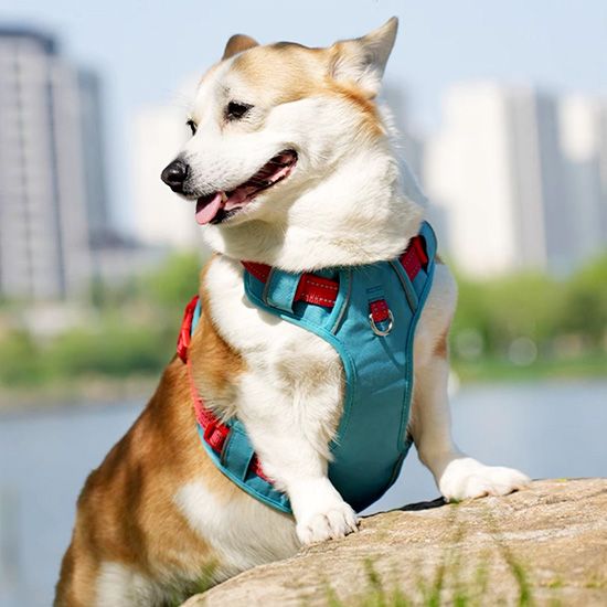 Pet Harnesses & Leashes