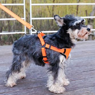 Pet Harnesses & Leashes